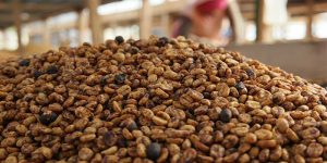 Pulped Natural is a coffee processing method used that keeps part of the coffee cherry pulp on the bean during the drying process