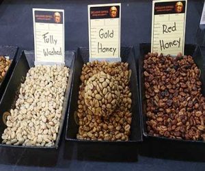 Honey Process Coffees pictured showing different amounts of mucilage left on the coffee bean which impacts the coffee flavor