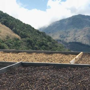 Drying Beds at Santa Teresa in Costa Rica 2100 meters on Ladro Roasting's Spring 2017 Coffee Buying trip