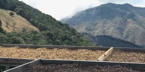 Costa Rica Drying Beds Miguel, Coffee Picker at Finca Catalan on Spring 2017 Costa Rica Coffee Buying Trip
