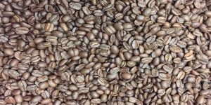 coffee roasting sample of roasted beans from caffe ladro ladro roasting