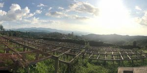 2017 Africa coffee buying trip view of drying beds in Rwanda at Kopakoma
